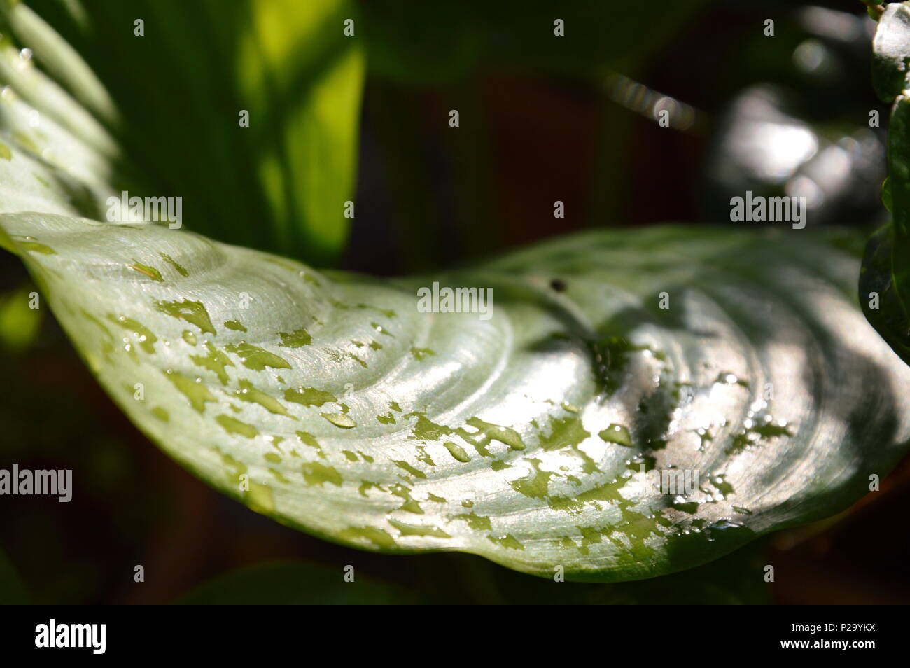 drop of water on leaf in the morning Stock Photo - Alamy