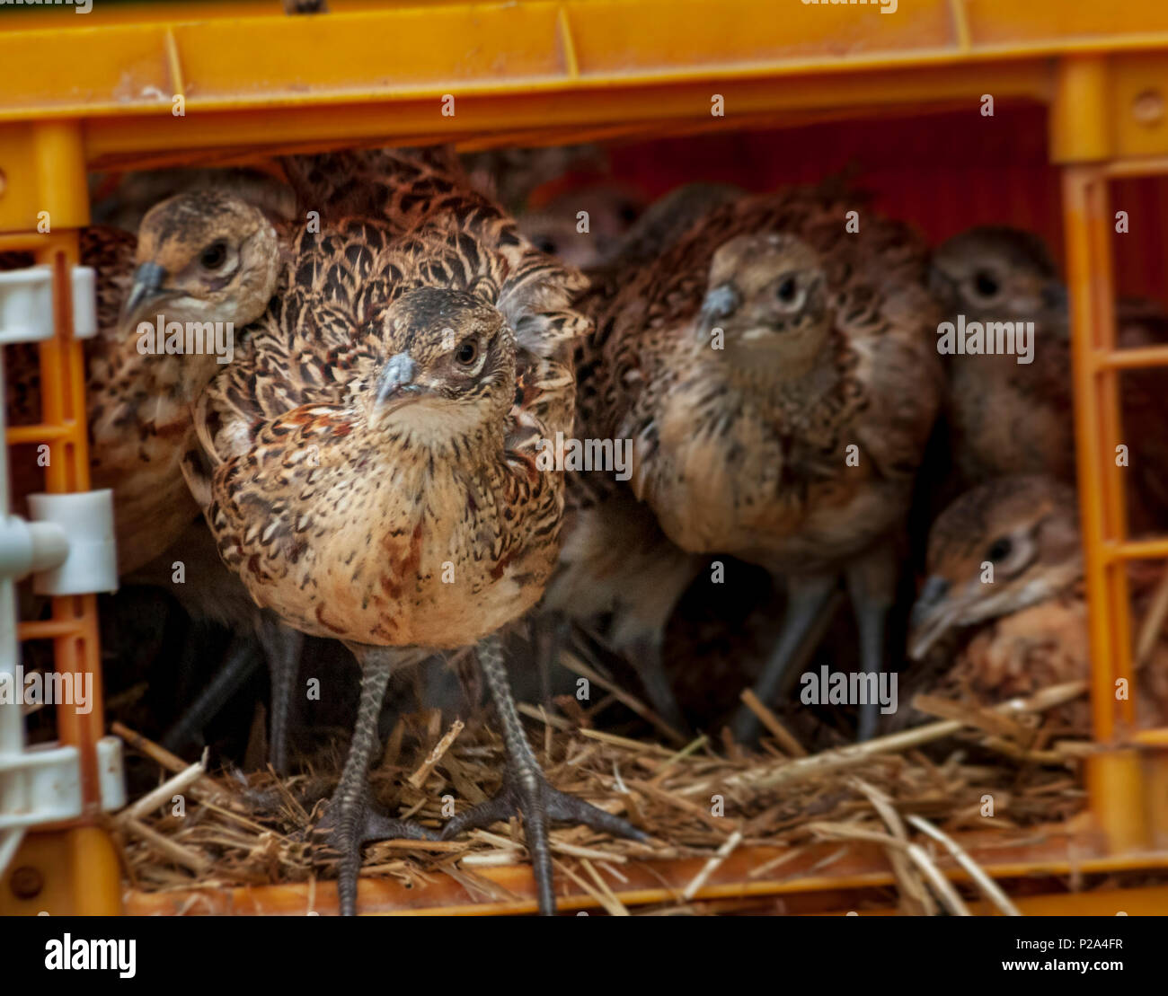 Seven week old pheasant chicks, often known as pheasant poults, being released into a gamekeepers release pen from the crates used to transport them from the game farm Stock Photo