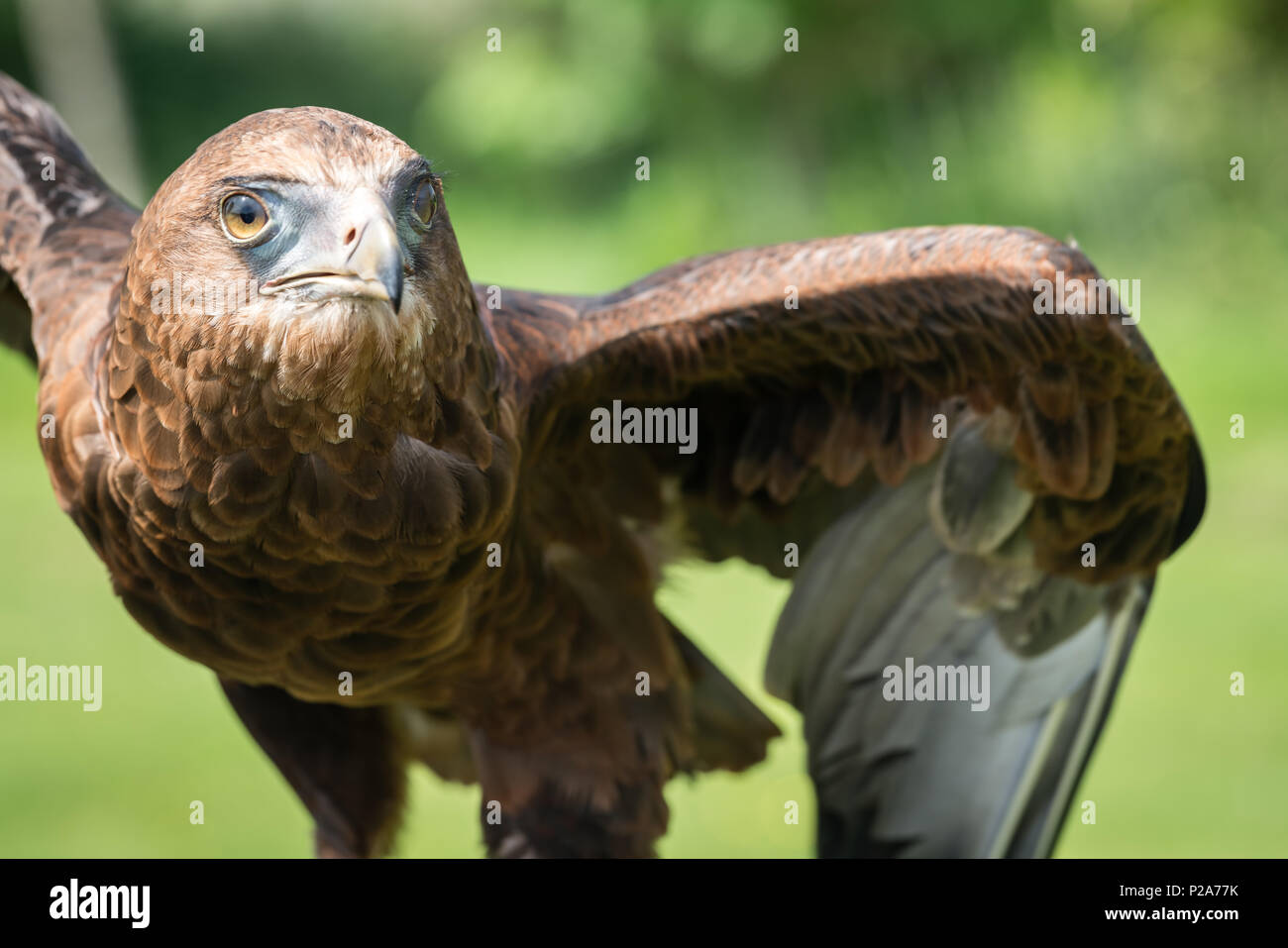 The majestic large brown feathers eagle taking off to fly during birds of  prey show Stock Photo - Alamy