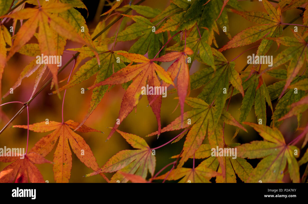 Vivid red maple leaves hi-res stock photography and images - Alamy