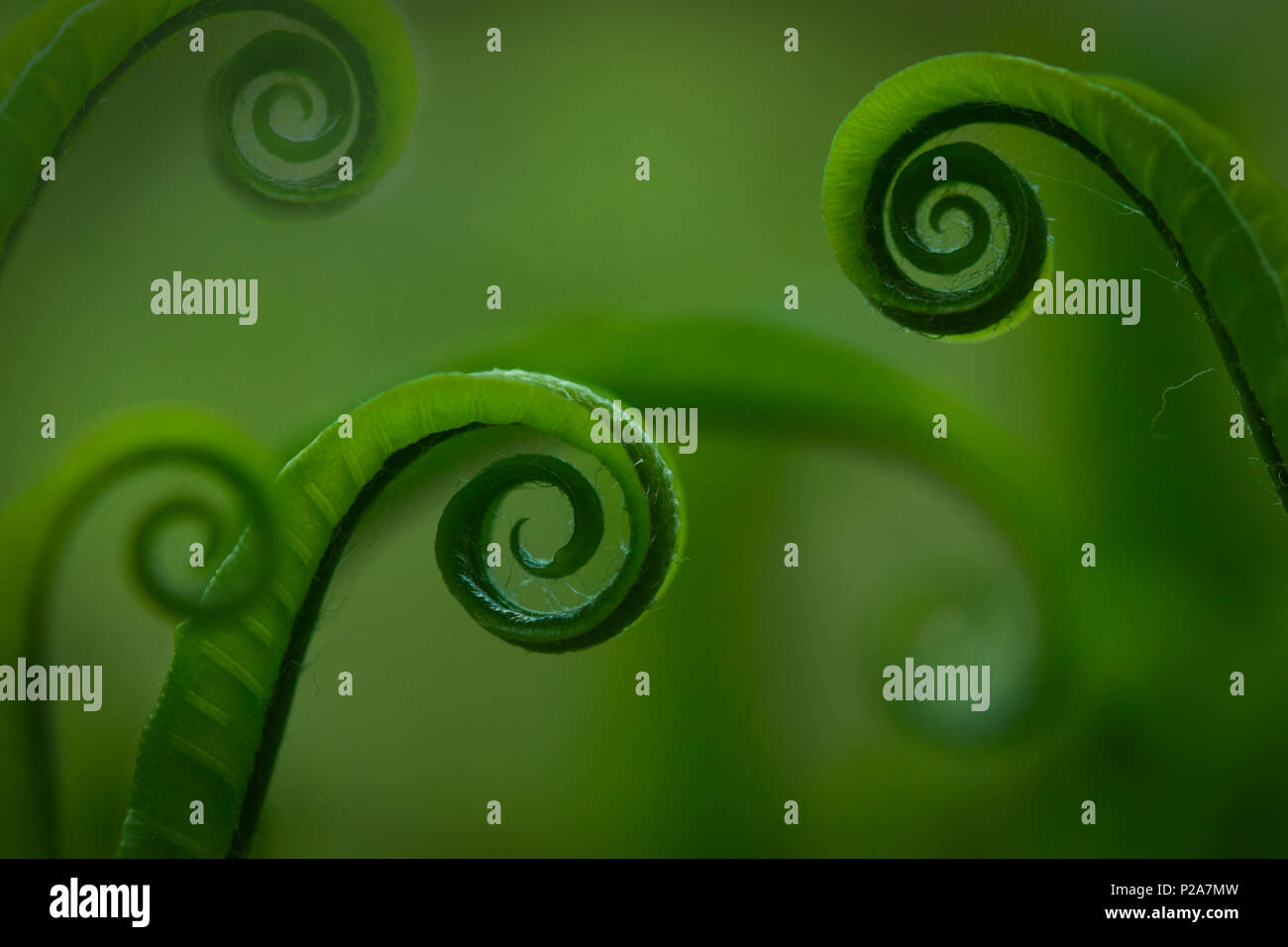 lush ferns, abstract green background Stock Photo - Alamy