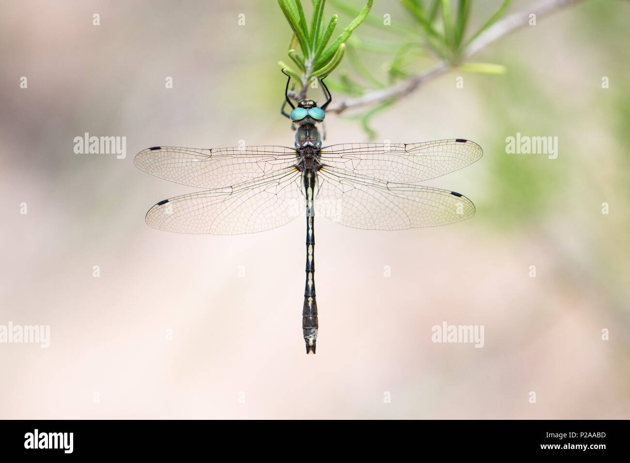 Orange spotted emerald (Oxygastra curtisii) dragonfly in Spain Stock Photo