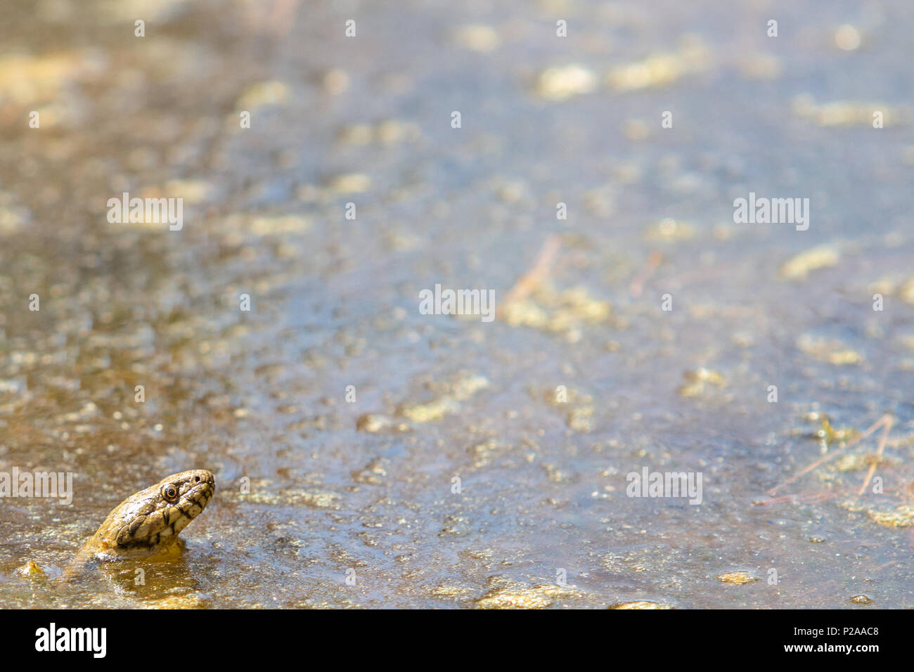 https://c8.alamy.com/comp/P2AAC8/water-snake-in-a-pond-in-catalonia-spain-P2AAC8.jpg