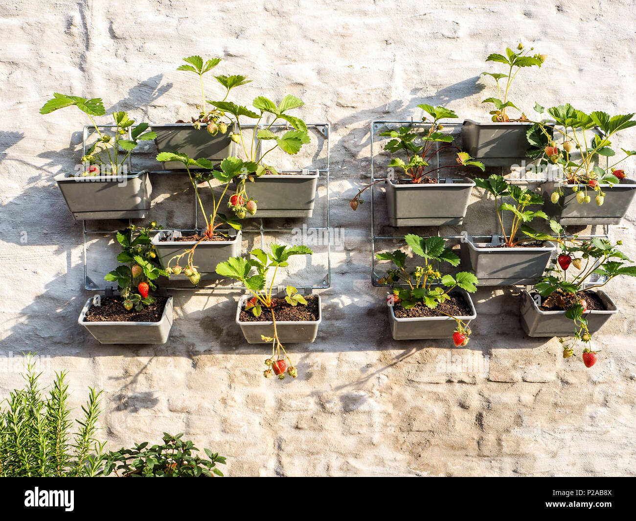 Hanging strawberry plants hires stock photography and images Alamy
