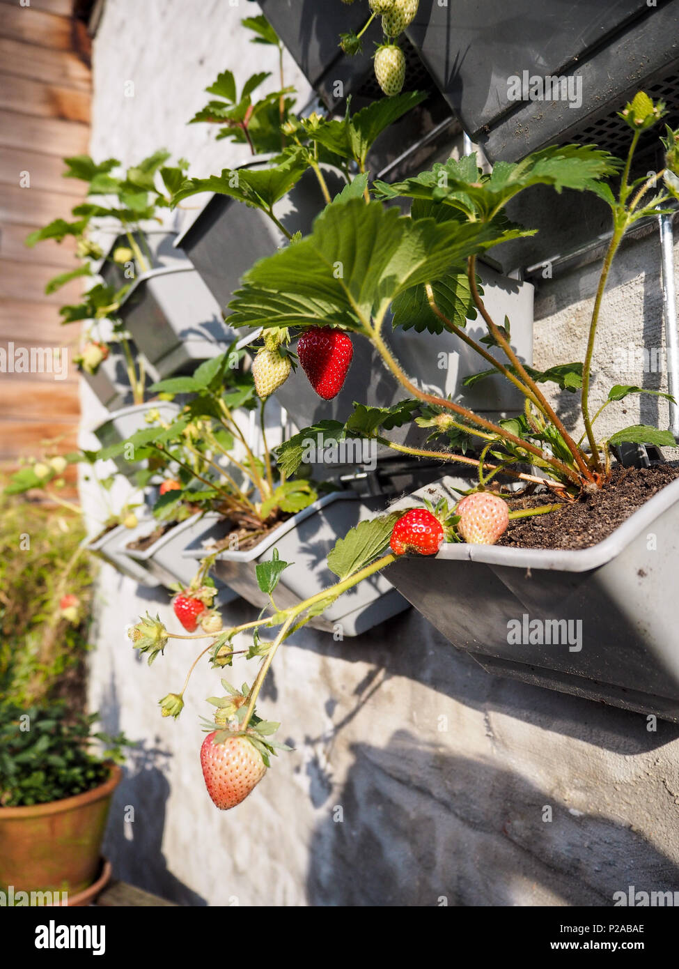 Ripe and unripe strawberries hanging from rows of strawberry plants in