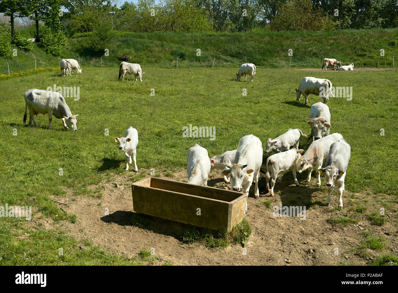 Polesine Parmense (Pr)Italy,  some grazing cows Stock Photo
