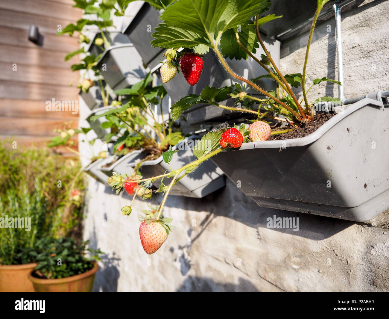 Hanging strawberry plants hires stock photography and images Alamy