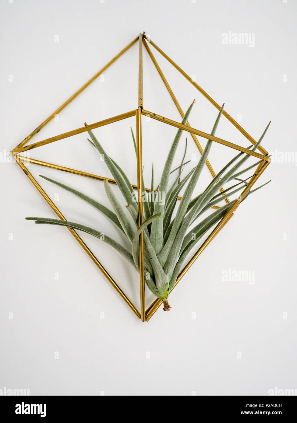 Air plant hanger hi-res stock photography and images - Alamy