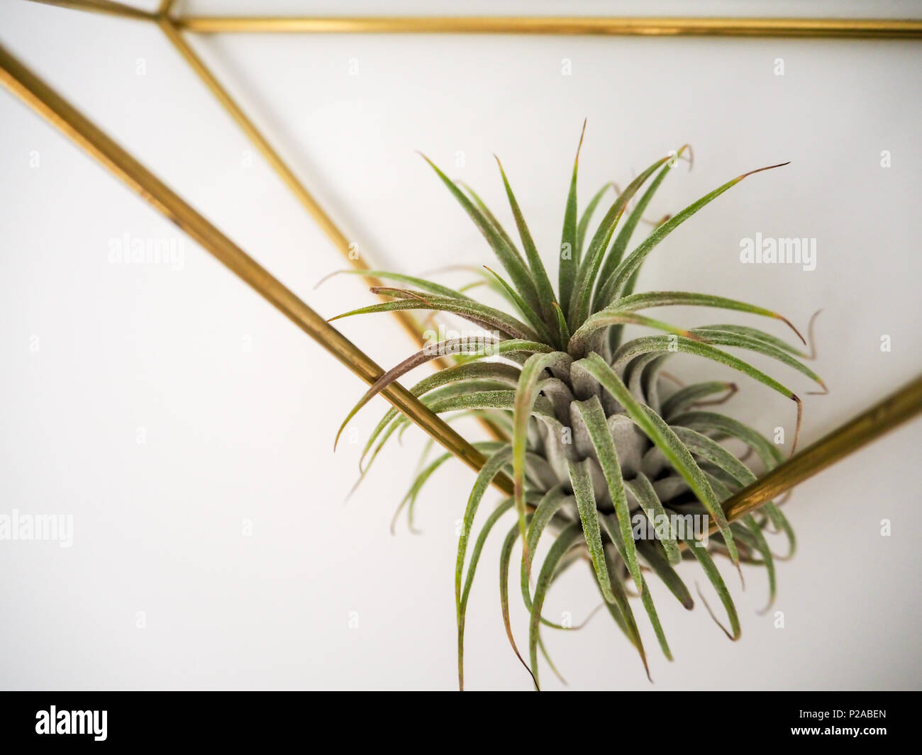monstera potting mix 8L Monstera Soilless Potting Mix main image 0