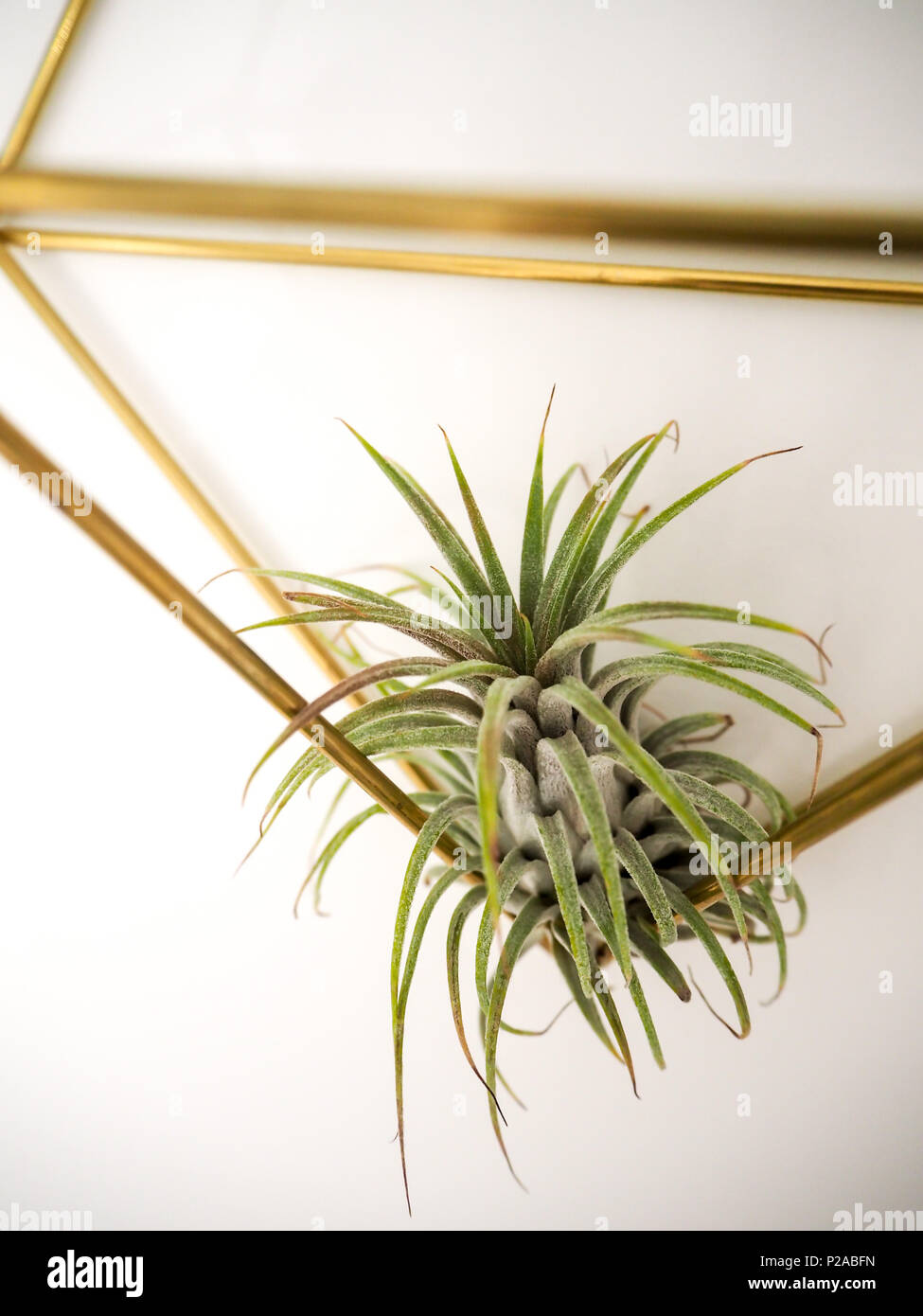 Tillandsia ionantha ( bromeliaceae) in a golden frame on a white wall Stock Photo