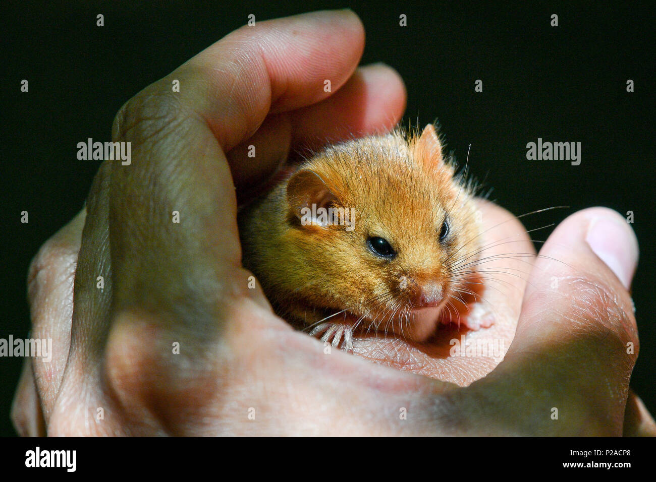 A volunteer checks a hazel dormouse as wildlife charity People's Trust for Endangered Species (PTES) in partnership with Warwickshire Wildlife Trust and others, release 20 breeding pairs or trios of rare hazel dormice into an undisclosed woodland location near Royal Leamington Spa in Warwickshire. Stock Photo