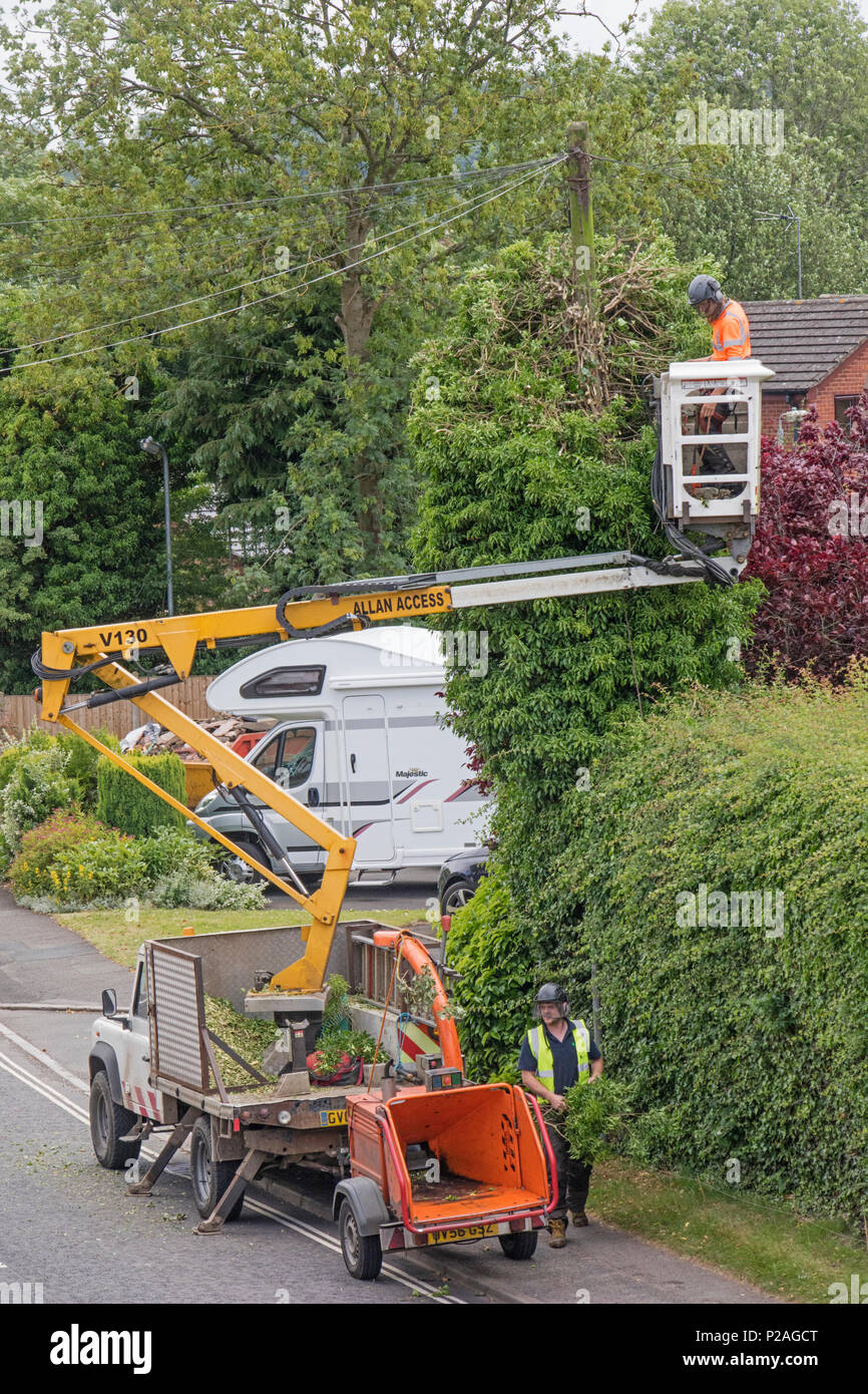 14th June 2018. Alvechurch, Worcestershire, England, UK. Contractors  clearing Ivy and hedgerow from around a telegraph pole at the hight of the bird nesting season Stock Photo