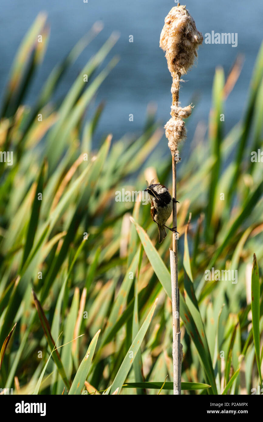 Melton Mowbray country park, Rutland. 14th June 2018: Wildlife in some areas around the UK are having a bumper year for the young, hard work catching and feeding their offsprings. Credit: Clifford Norton/Alamy Live News Stock Photo