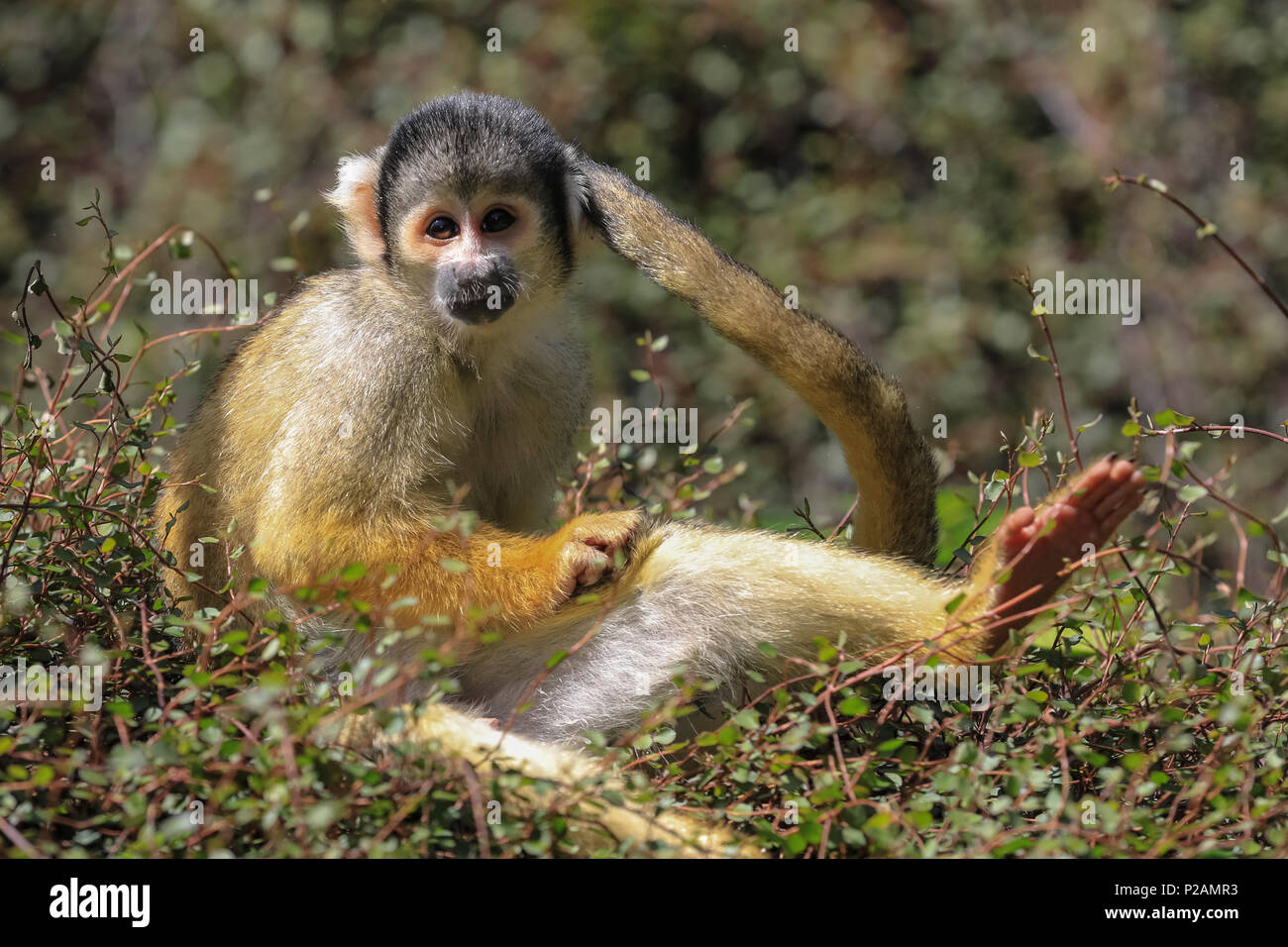 ZSL London Zoo, London, UK, 14th June 2018. Following a dull morning with occasional showers, the ZSL resident gang of cheeky squirrel monkeys clearly welcome the return of sunshine, rolling around in the greenery and lazing on top of dense shrubs. Credit: Imageplotter News and Sports/Alamy Live News Stock Photo