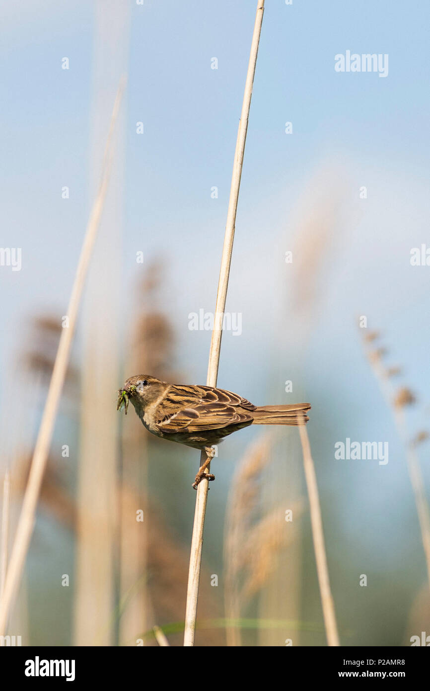 Melton Mowbray country park, Rutland. 14th June 2018: Wildlife in some areas around the UK are having a bumper year for the young, hard work catching and feeding their offsprings. Credit: Clifford Norton/Alamy Live News Stock Photo