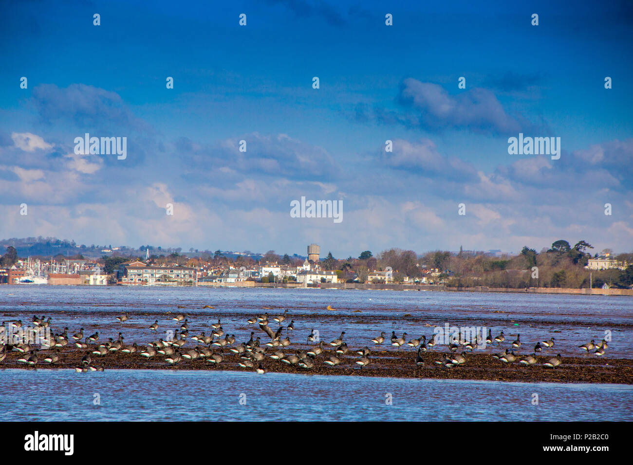 A flock of Brent Geese (Branta bernicla) on the mudflats of the River Exe near Topsham, Devon, England, UK Stock Photo
