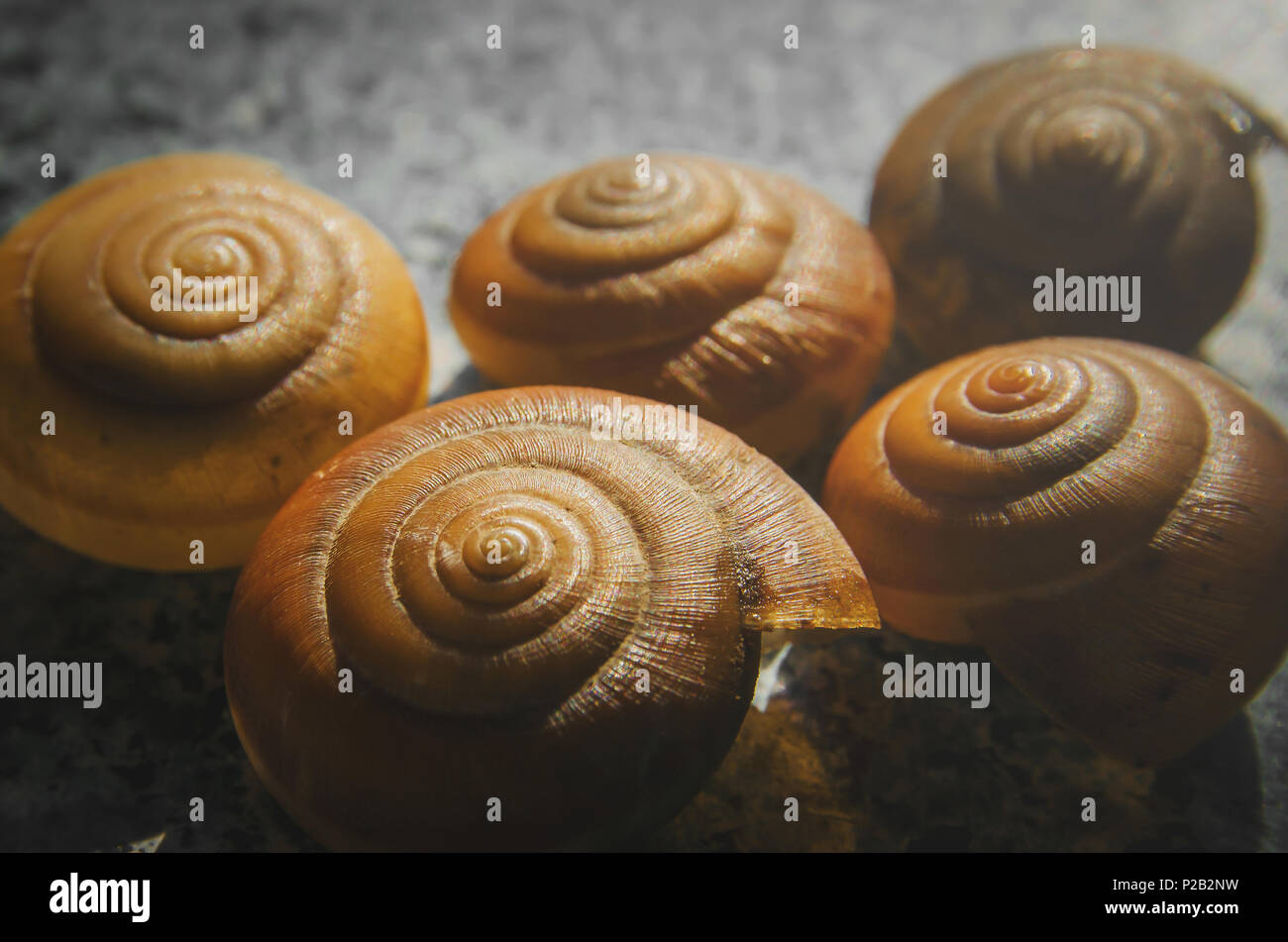 Macro of snail shell and structure of snail peel, Carcass of dead snail
