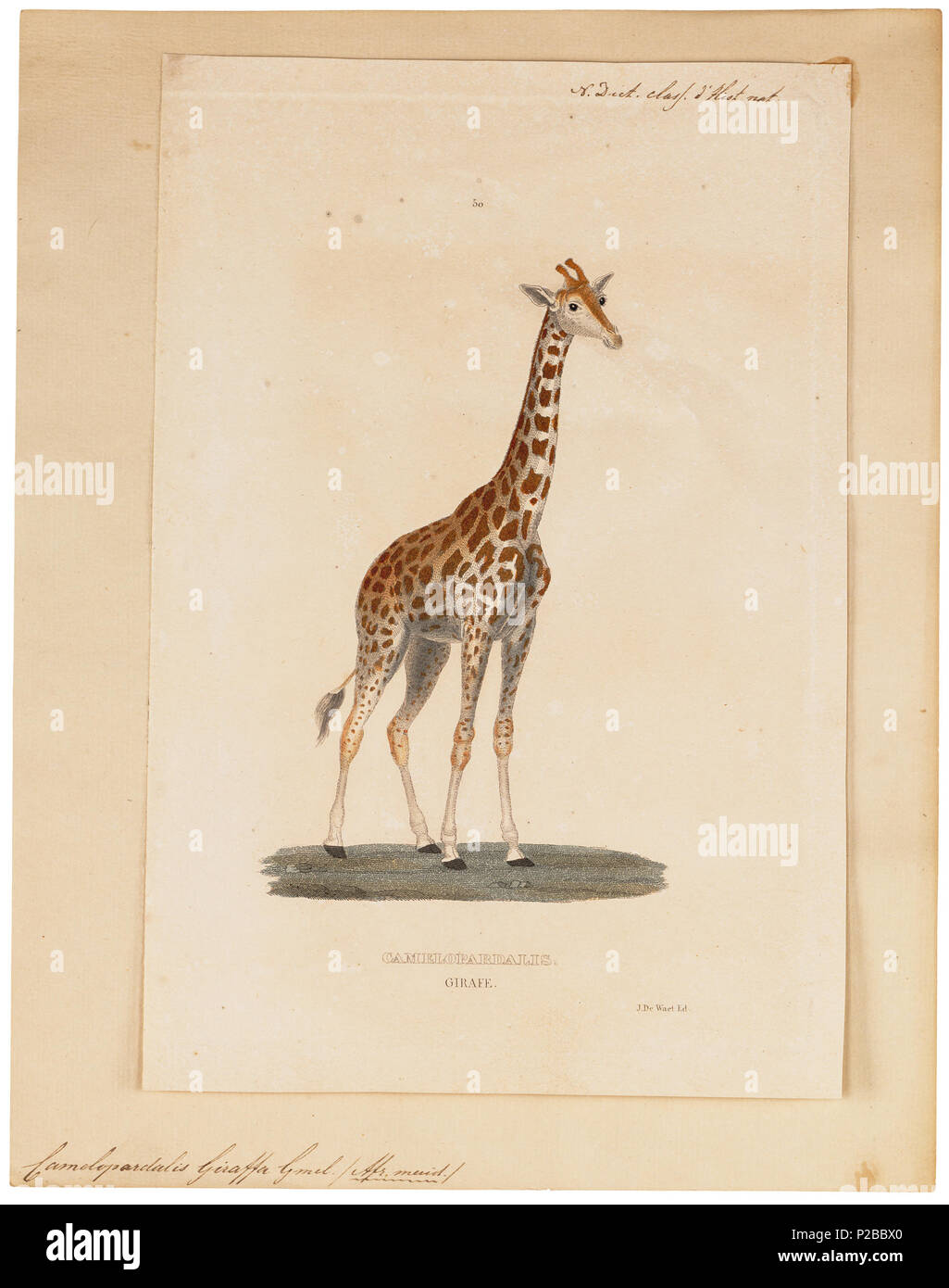 . Camelopardalis giraffa . between 1700 and 1880 UBA01 IZ21600136-y, 12-06-09, 13:41,  8C, 6556x7141 (669+801), 100%%%%, Tooncurve11030,  1/50 s, R57.7, G29.1, B37.8 47 Camelopardalis giraffa - 1700-1880 - Print - Iconographia Zoologica - Special Collections University of Amsterdam - UBA01 IZ21600129 Stock Photo