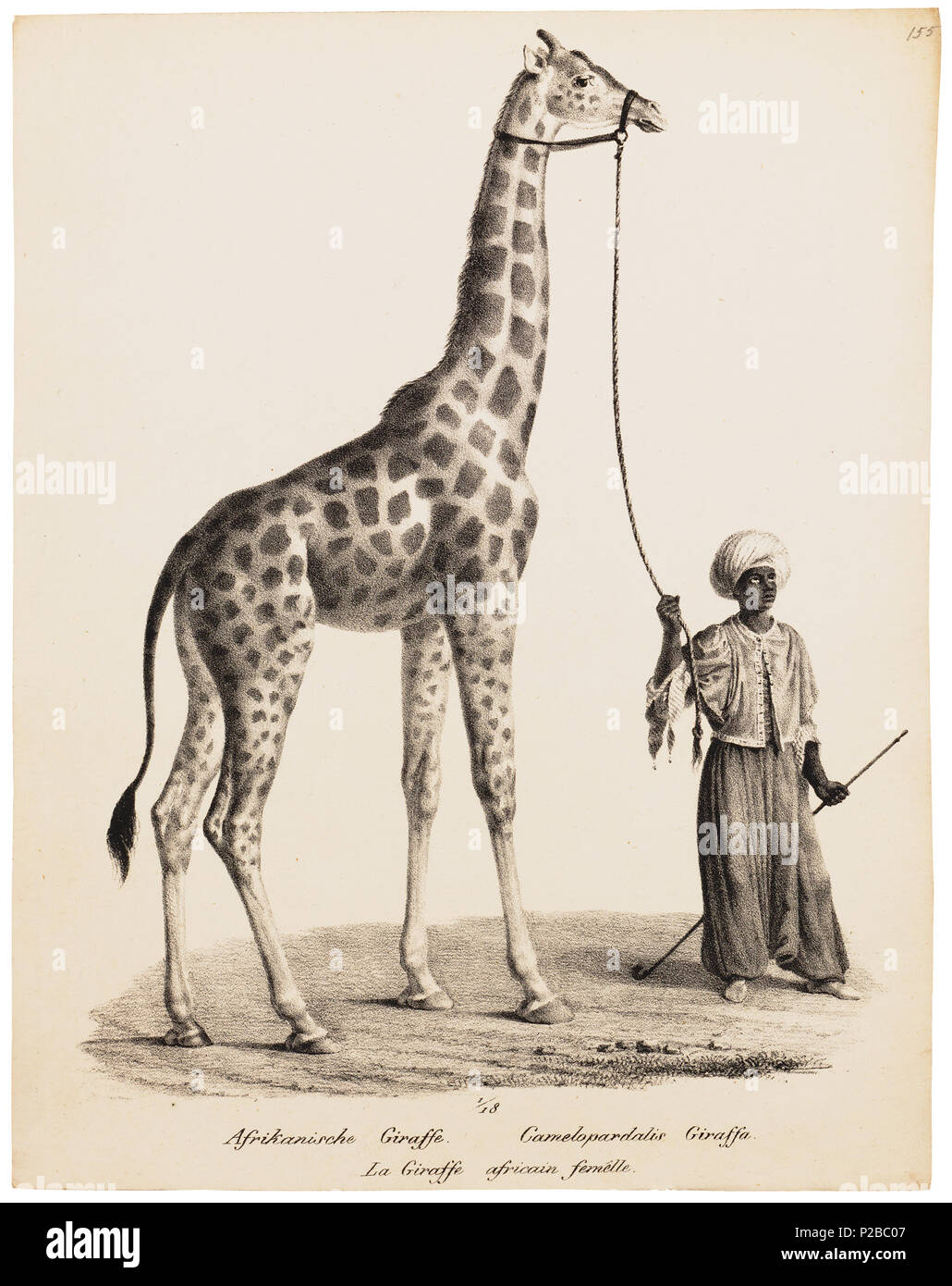 . Camelopardalis giraffa . between 1700 and 1880 UBA01 IZ21600136-y, 12-06-09, 13:41,  8C, 6556x7141 (669+801), 100%%%%, Tooncurve11030,  1/50 s, R57.7, G29.1, B37.8 47 Camelopardalis giraffa - 1700-1880 - Print - Iconographia Zoologica - Special Collections University of Amsterdam - UBA01 IZ21600131 Stock Photo