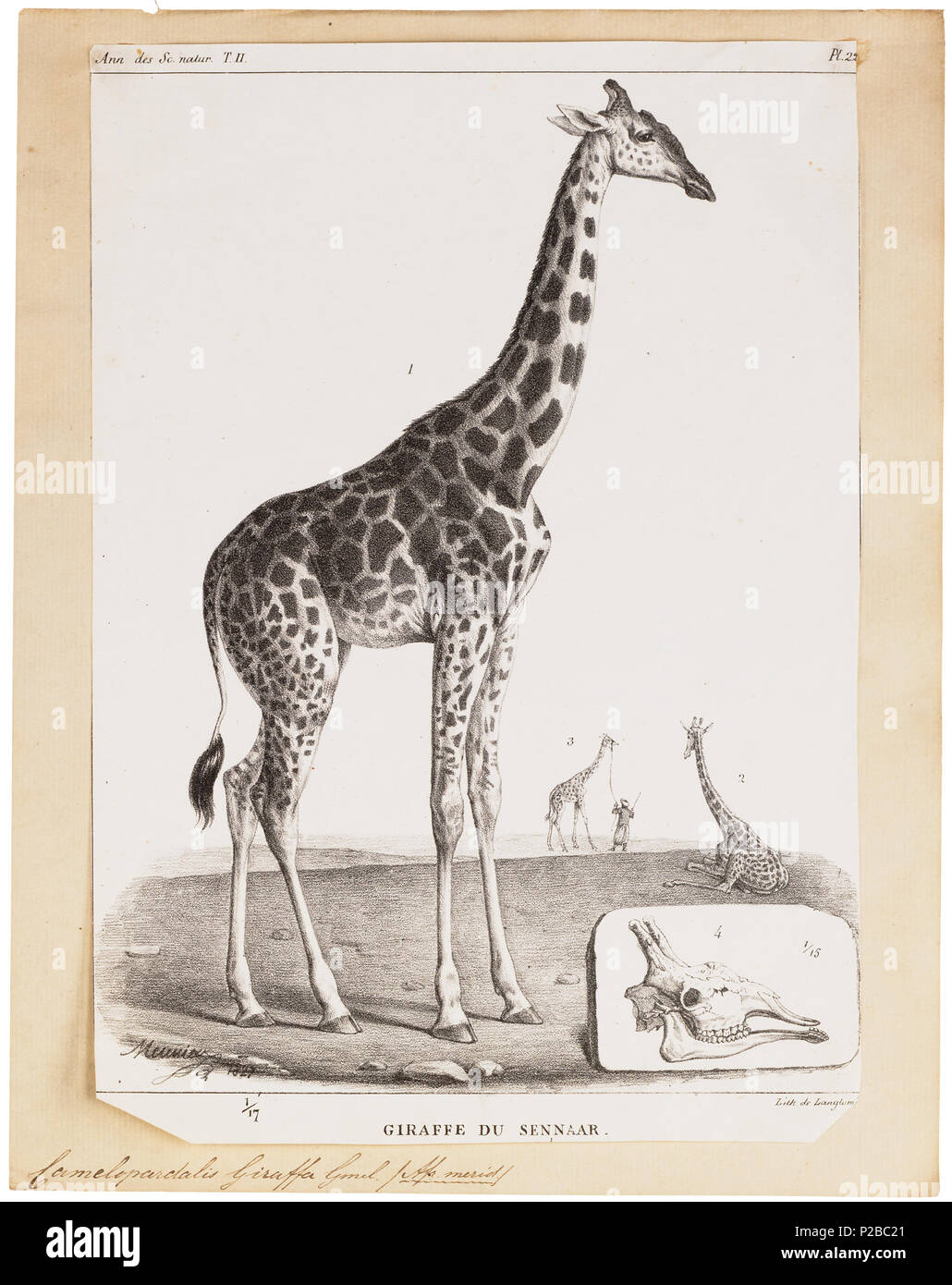 . Camelopardalis giraffa . between 1700 and 1880 UBA01 IZ21600136-y, 12-06-09, 13:41,  8C, 6556x7141 (669+801), 100%%%%, Tooncurve11030,  1/50 s, R57.7, G29.1, B37.8 48 Camelopardalis giraffa - 1700-1880 - Print - Iconographia Zoologica - Special Collections University of Amsterdam - UBA01 IZ21600133 Stock Photo