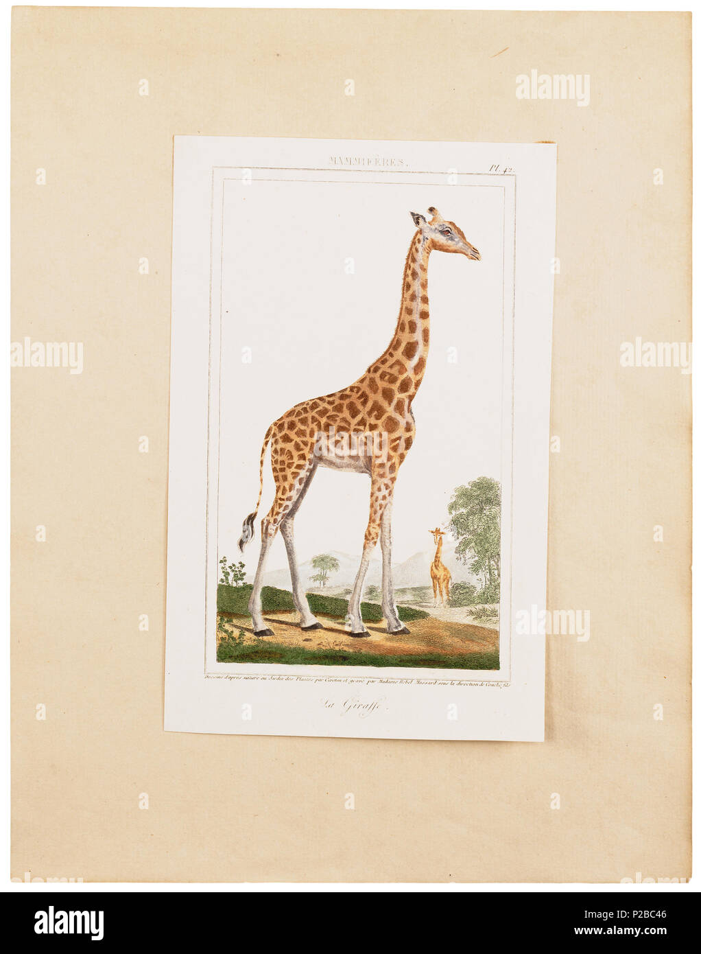 . Camelopardalis giraffa . between 1700 and 1880 UBA01 IZ21600136-y, 12-06-09, 13:41,  8C, 6556x7141 (669+801), 100%%%%, Tooncurve11030,  1/50 s, R57.7, G29.1, B37.8 48 Camelopardalis giraffa - 1700-1880 - Print - Iconographia Zoologica - Special Collections University of Amsterdam - UBA01 IZ21600135 Stock Photo