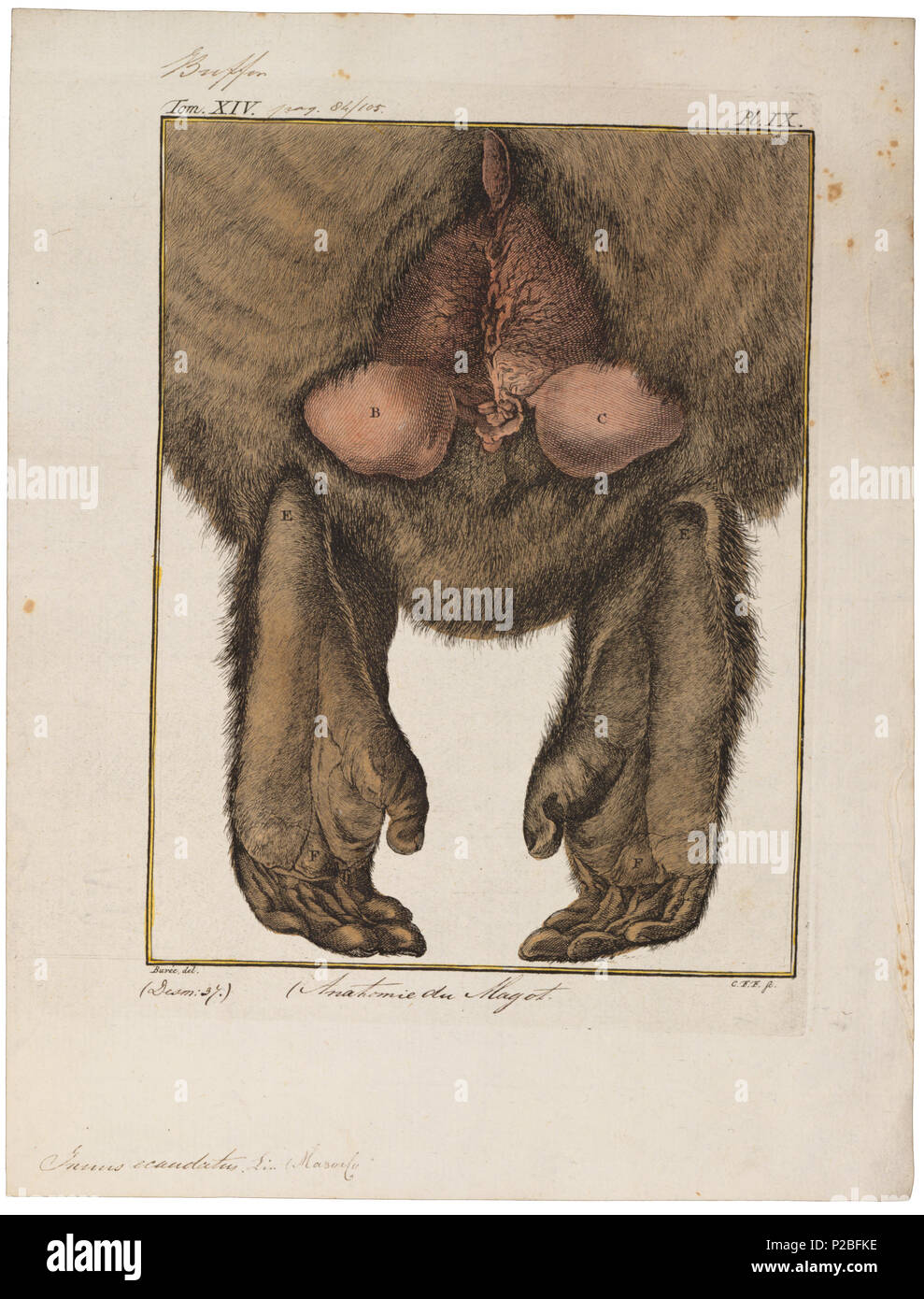 . Inuus ecaudatus - anatomie . between 1700 and 1880 UBA01 IZ20000068-y, 12-08-09, 16:41,  8C, 7884x4810 (12+72), 100%%%%, 06 07 2009 Con,  1/50 s, R51.7, G24.1, B30.8 157 Inuus ecaudatus - anatomie - 1700-1880 - Print - Iconographia Zoologica - Special Collections University of Amsterdam - UBA01 IZ20000067 Stock Photo
