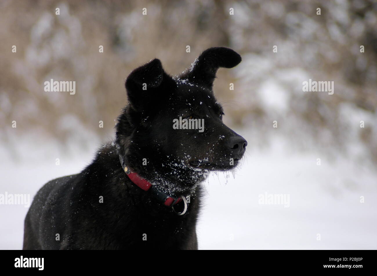 Portrait of black dog on winter background Stock Photo - Alamy