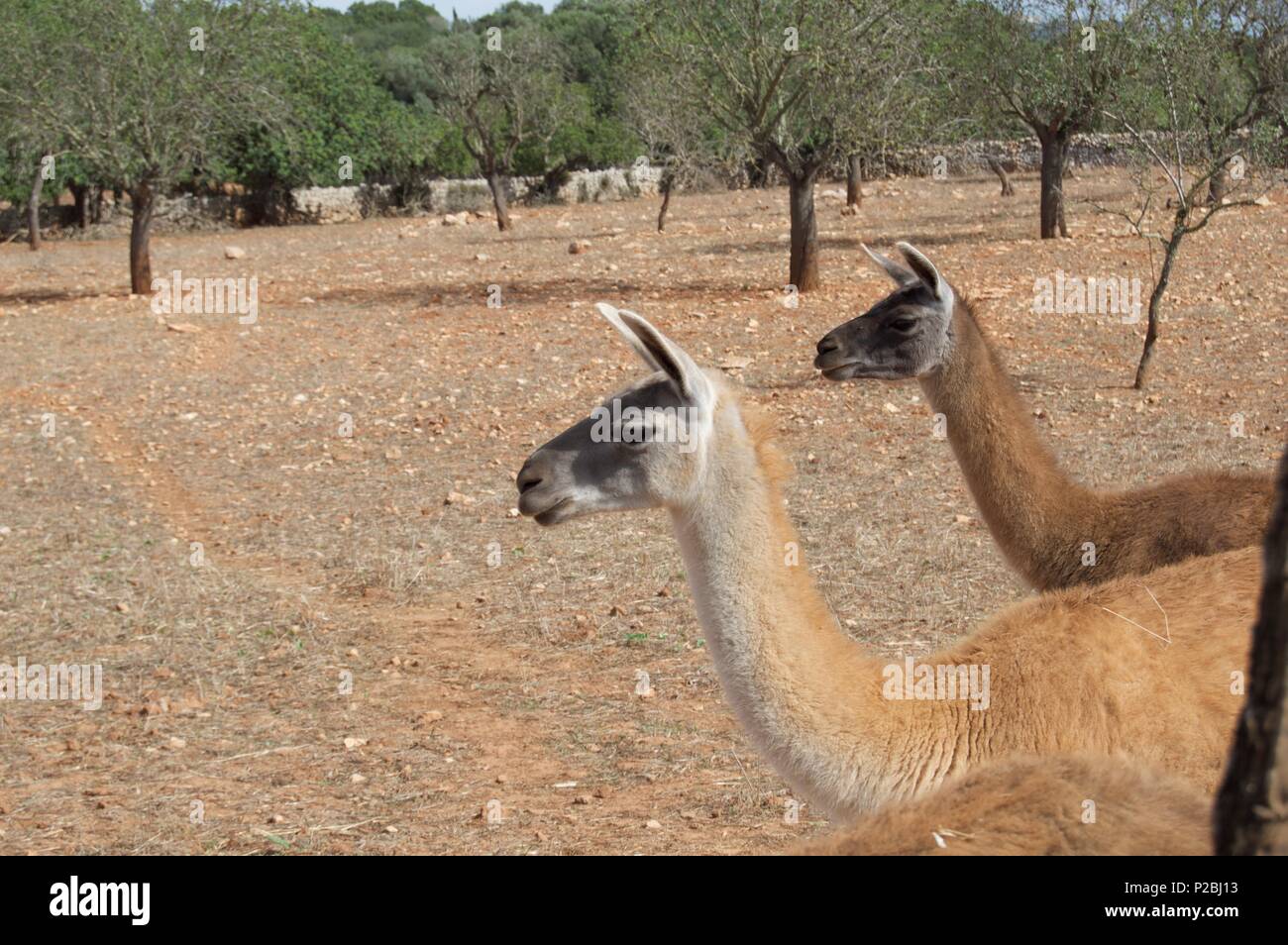 Funny lama hi-res stock photography and images - Alamy Funny lama hi-res stock photography and images - Alamy