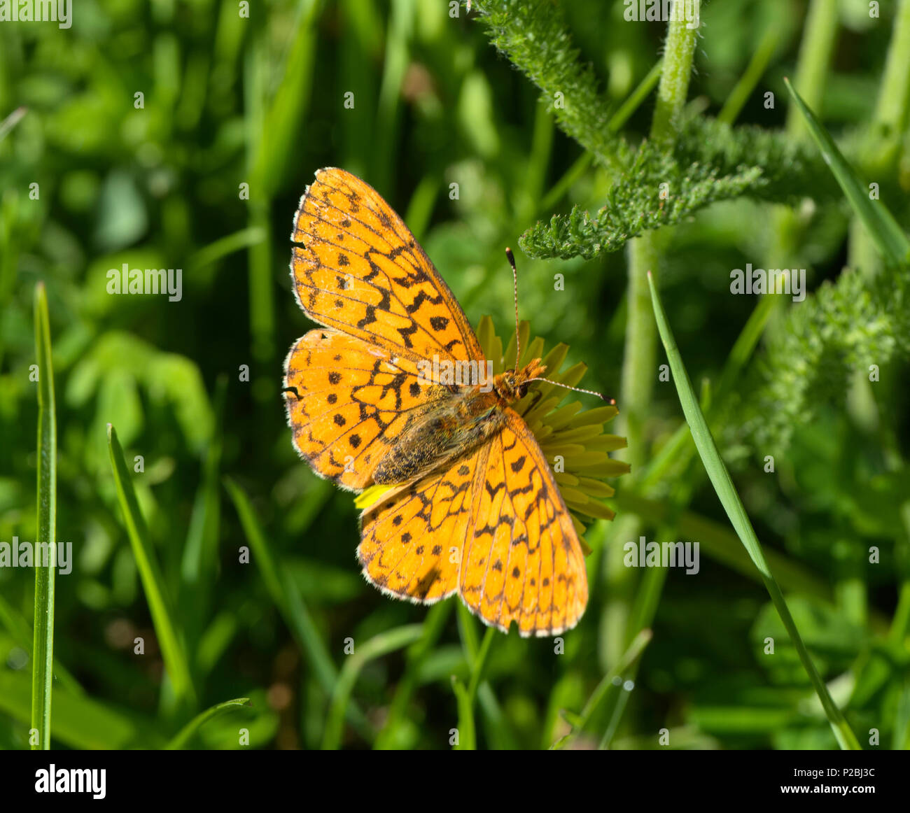 Boloria kriemhild hi-res stock photography and images - Alamy