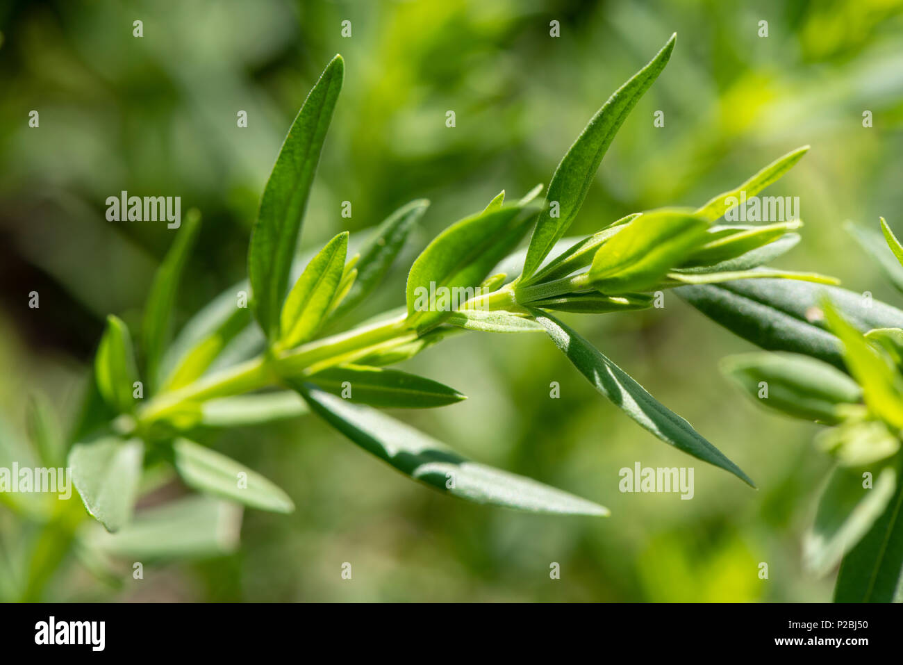 Ysop als Heilpflanze für Naturmedizin und Pflanzenheilkunde Stock Photo