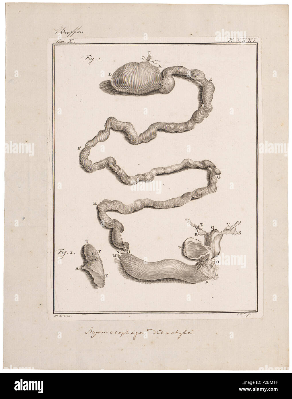 . Myrmecophaga didactyla - ingewanden . between 1700 and 1880 UBA01 IZ21099999, 12-11-09, 15:51,  8C, 3654x2972 (1973+375), 100%%%%, BasisCurve Art, 1/160 s, R40.3, G10.1, B6.5 198 Myrmecophaga didactyla - ingewanden - 1700-1880 - Print - Iconographia Zoologica - Special Collections University of Amsterdam - UBA01 IZ21099999 Stock Photo
