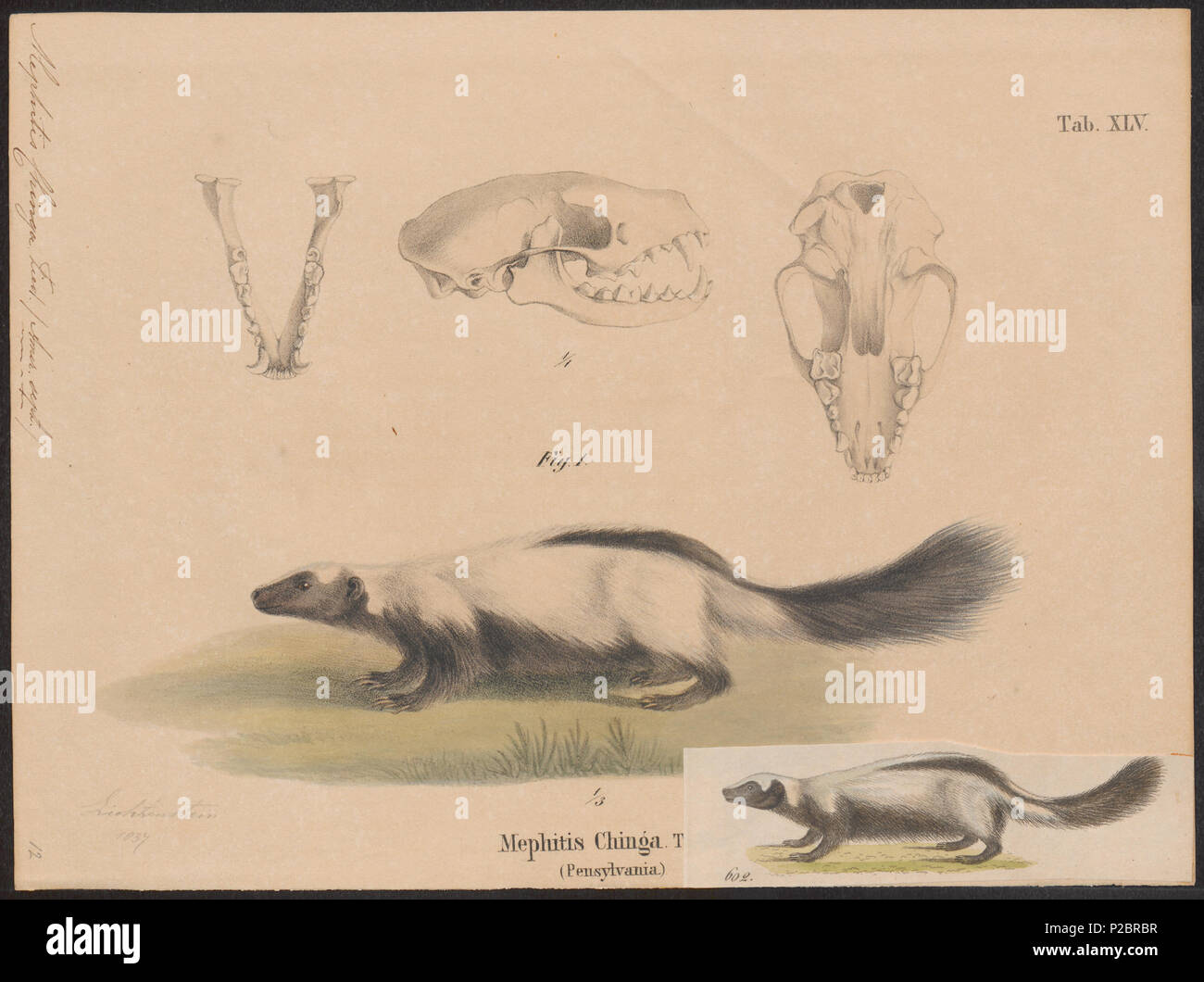Mephitis chinga hi-res stock photography and images - Alamy