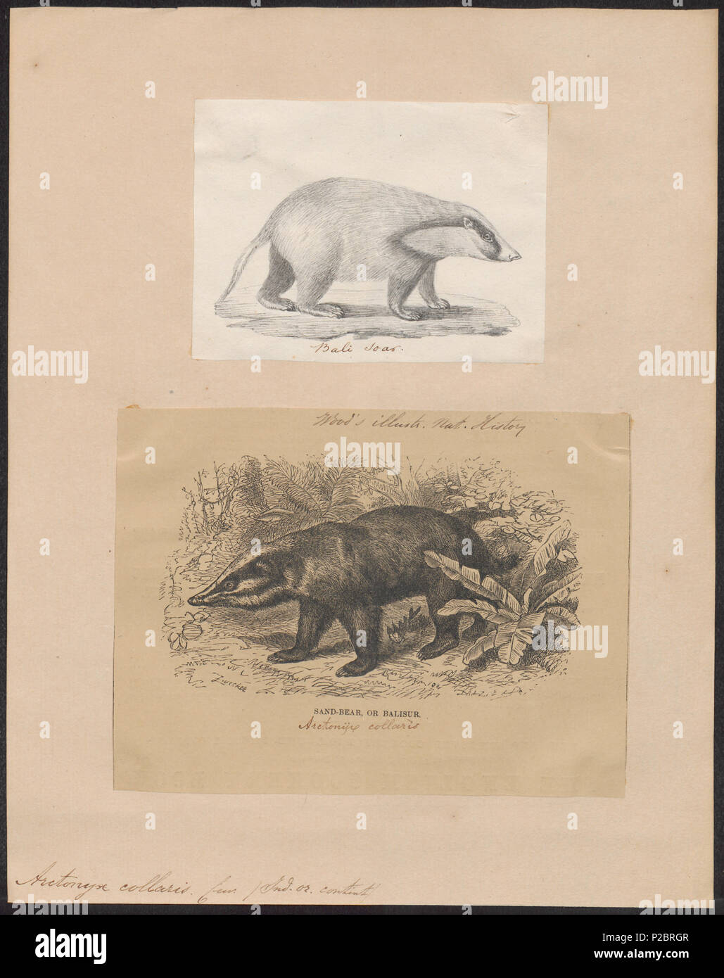 . Arctonyx collaris . between 1700 and 1880 22 Arctonyx collaris - 1700-1880 - Print - Iconographia Zoologica - Special Collections University of Amsterdam - UBA01 IZ22500141 Stock Photo