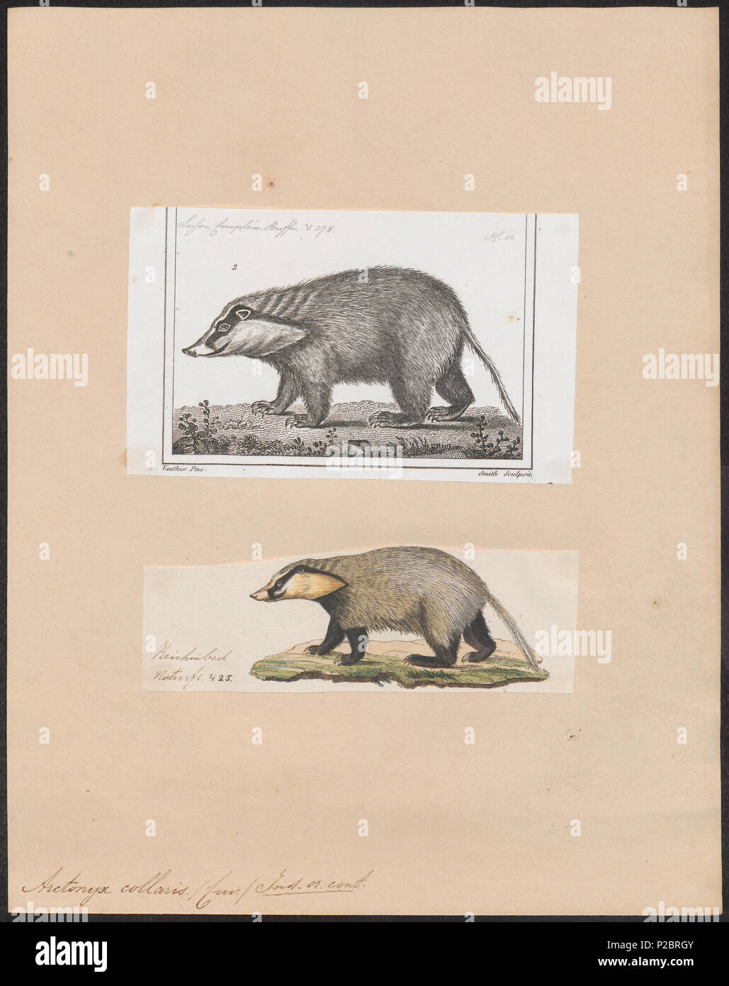 . Arctonyx collaris . between 1700 and 1880 22 Arctonyx collaris - 1700-1880 - Print - Iconographia Zoologica - Special Collections University of Amsterdam - UBA01 IZ22500145 Stock Photo
