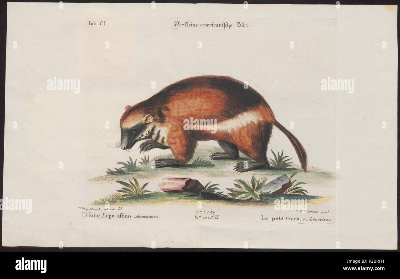 22 Arctonyx collaris - 1700-1880 - Print - Iconographia Zoologica - Special Collections University of Amsterdam - UBA01 IZ22500147 Stock Photo