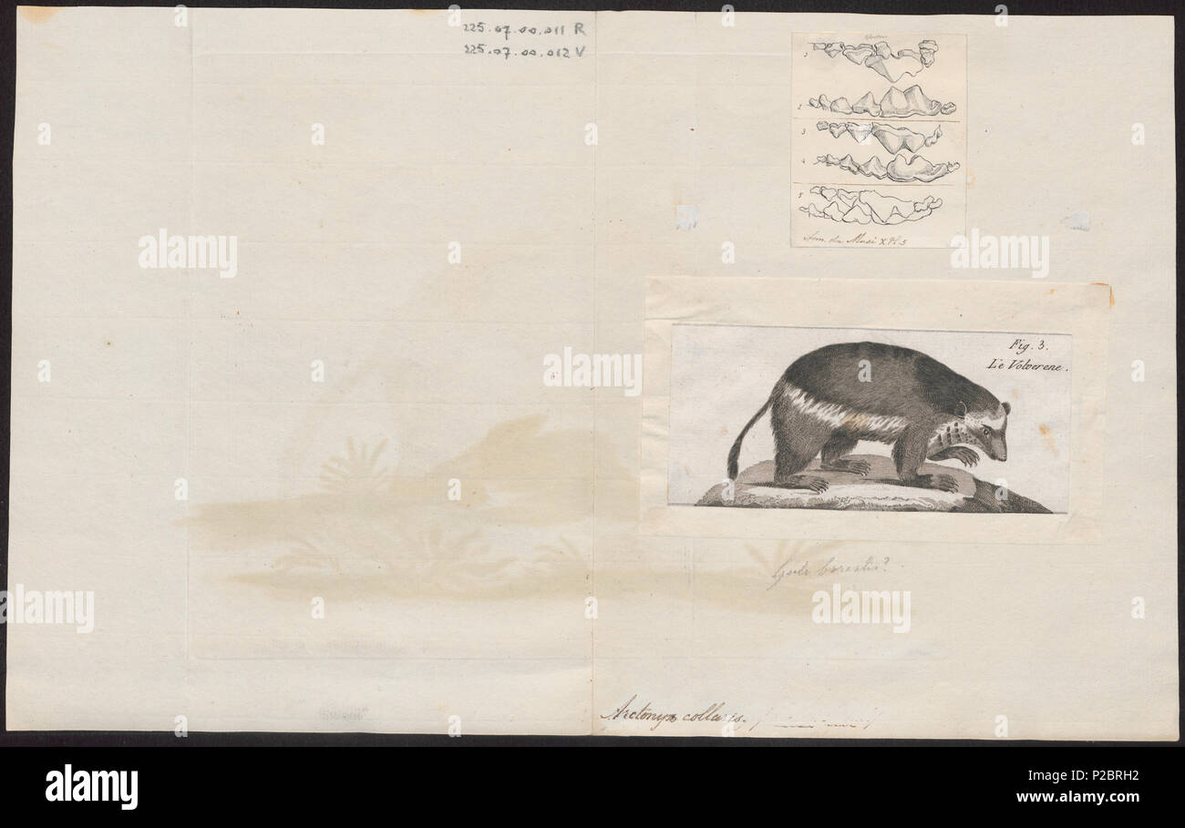 22 Arctonyx collaris - 1700-1880 - Print - Iconographia Zoologica - Special Collections University of Amsterdam - UBA01 IZ22500148 Stock Photo