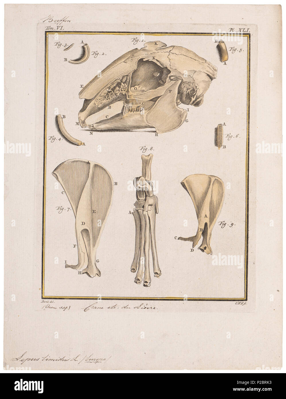 . Lepus timidus - skeletdelen . between 1700 and 1880 UBA01 IZ20600213, 16-11-09, 14:25,  8C, 3280x2611 (2329+373), 100%%%%, BasisCurve Art, 1/160 s, R40.3, G10.1, B6.5 174 Lepus timidus - skeletdelen - 1700-1880 - Print - Iconographia Zoologica - Special Collections University of Amsterdam - UBA01 IZ20600213 Stock Photo