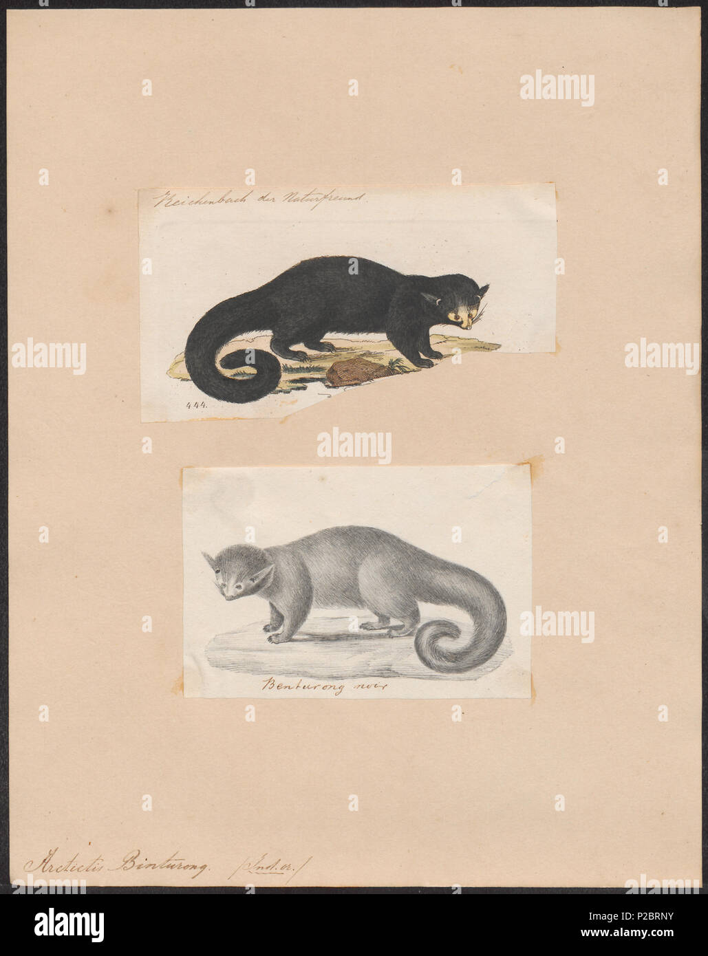 1622 外国 海外切手 中華民国 台湾 海洋生物 サンゴ ヒトデ Binturong illustration hi-res stock photography and images