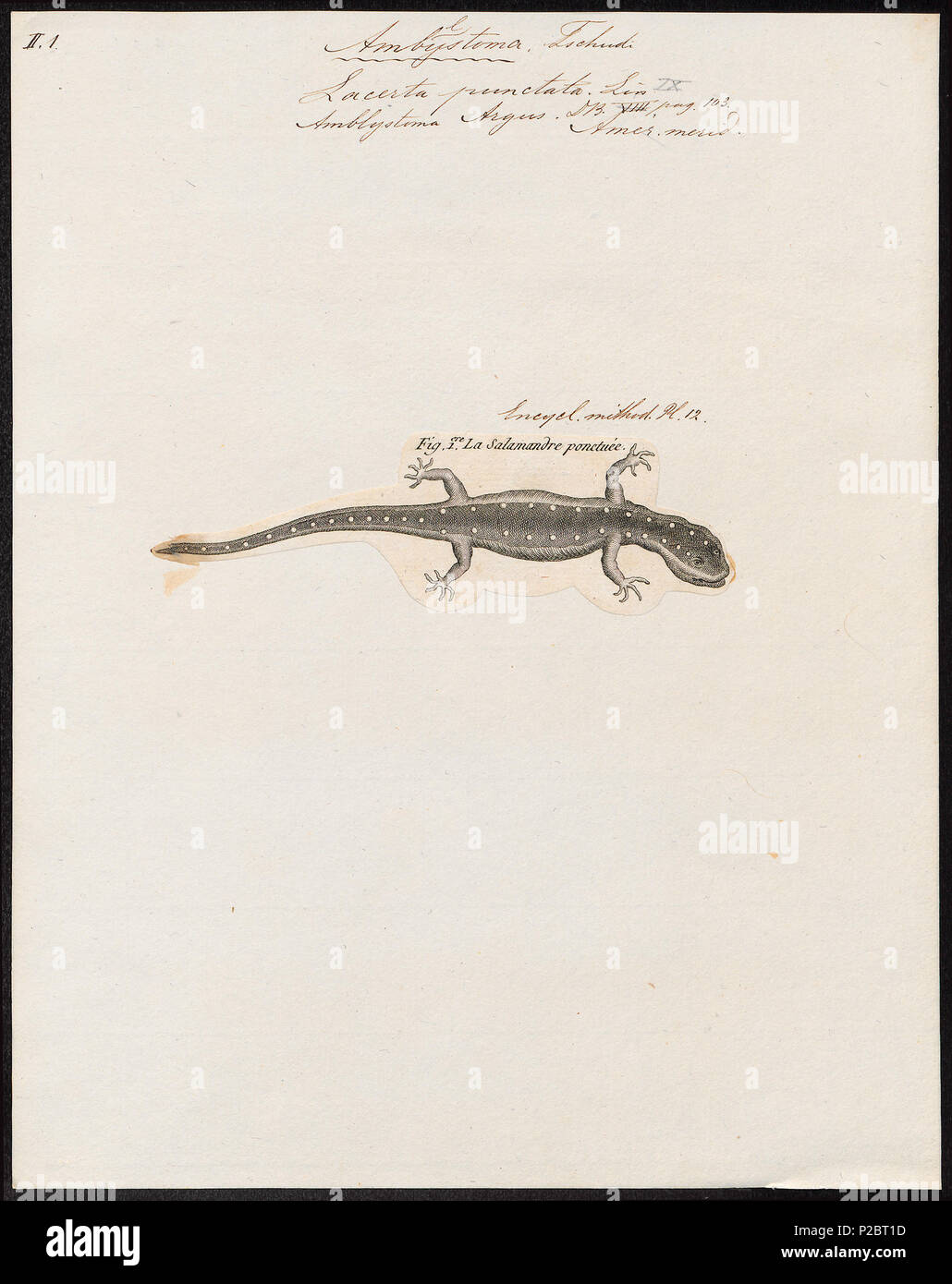 . Lacerta punctata . between 1700 and 1880 171 Lacerta punctata - 1700-1880 - Print - Iconographia Zoologica - Special Collections University of Amsterdam - UBA01 IZ11400161 Stock Photo