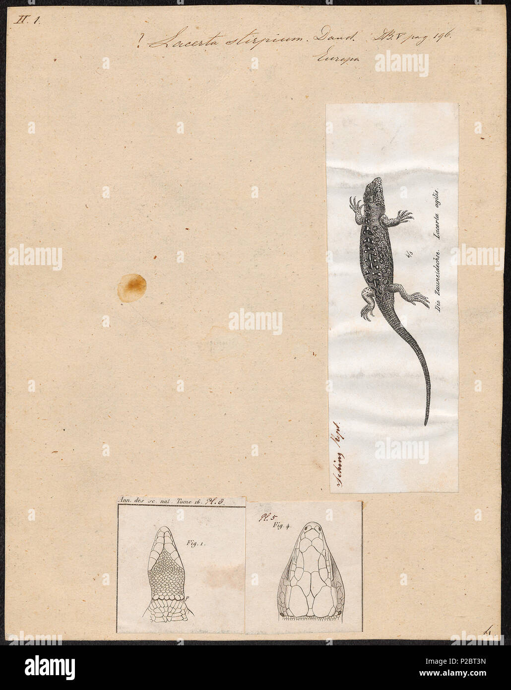 . Lacerta stirpium . between 1700 and 1880 171 Lacerta stirpium - 1700-1880 - Print - Iconographia Zoologica - Special Collections University of Amsterdam - UBA01 IZ11400221 Stock Photo