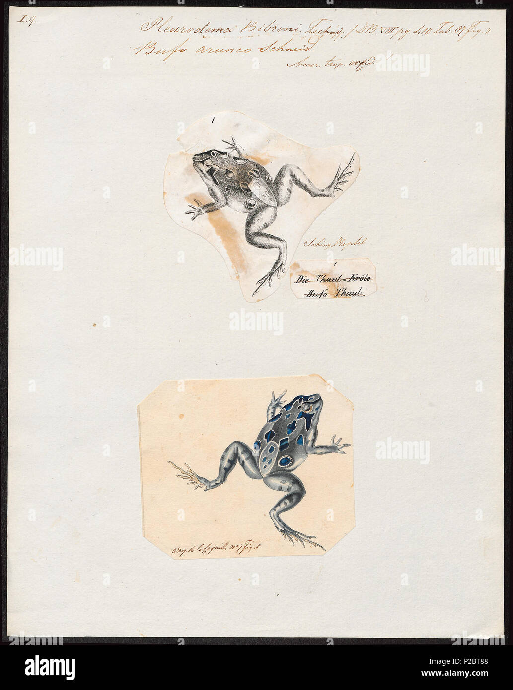 Pleurodema bibroni hires stock photography and images Alamy