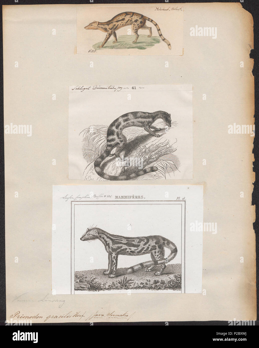 . Prionodon gracilis . between 1700 and 1880 269 Prionodon gracilis - 1700-1880 - Print - Iconographia Zoologica - Special Collections University of Amsterdam - UBA01 IZ22400153 Stock Photo