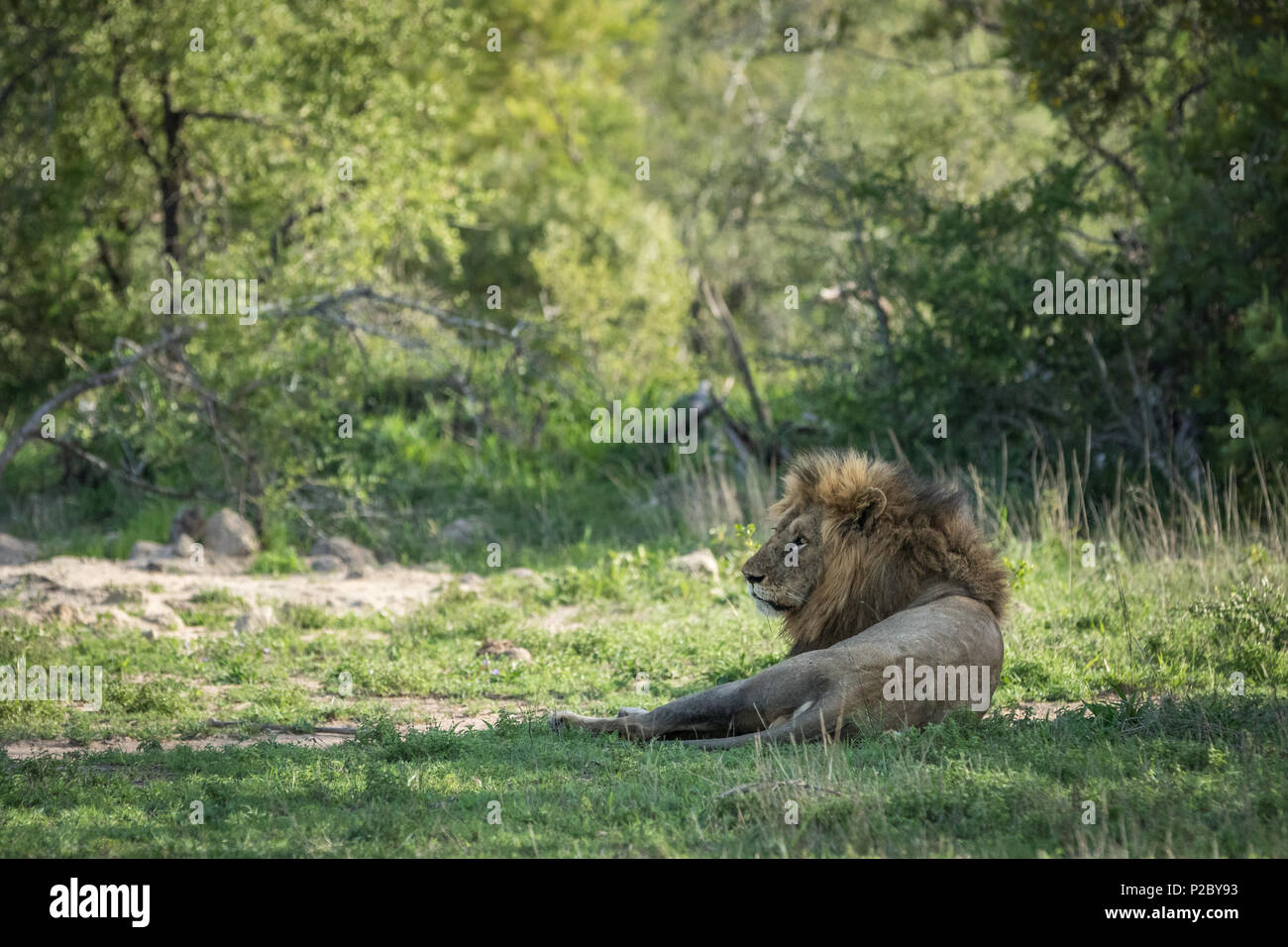 Adult male lion portrait in hi-res stock photography and images - Alamy