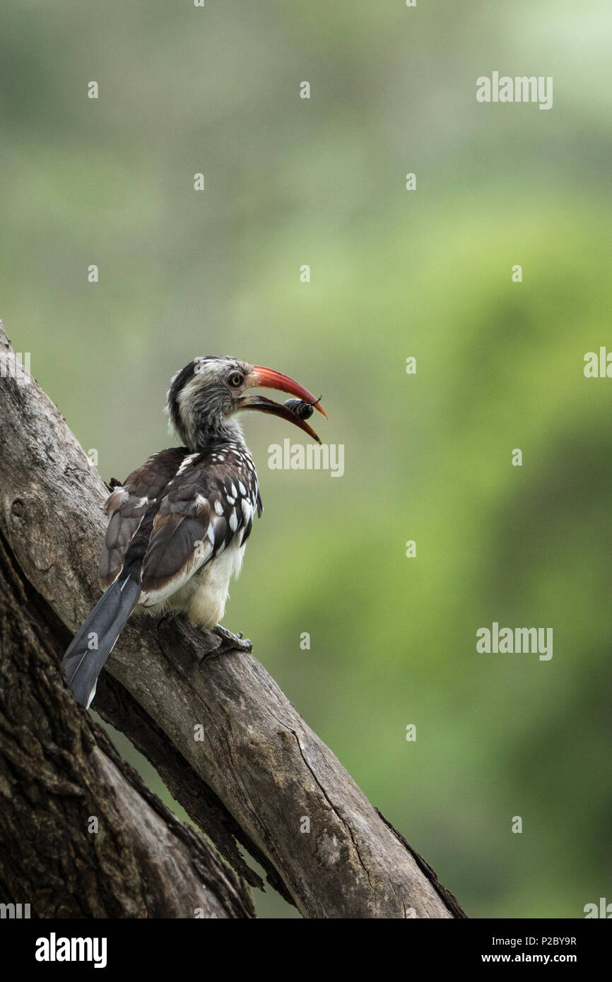 Red Billed hornbill eating a tasty and juicy bug. Stock Photo
