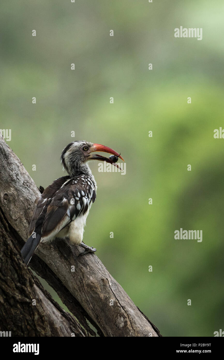 Red billed Hornbill with a fat juicy bug in its beak. Stock Photo