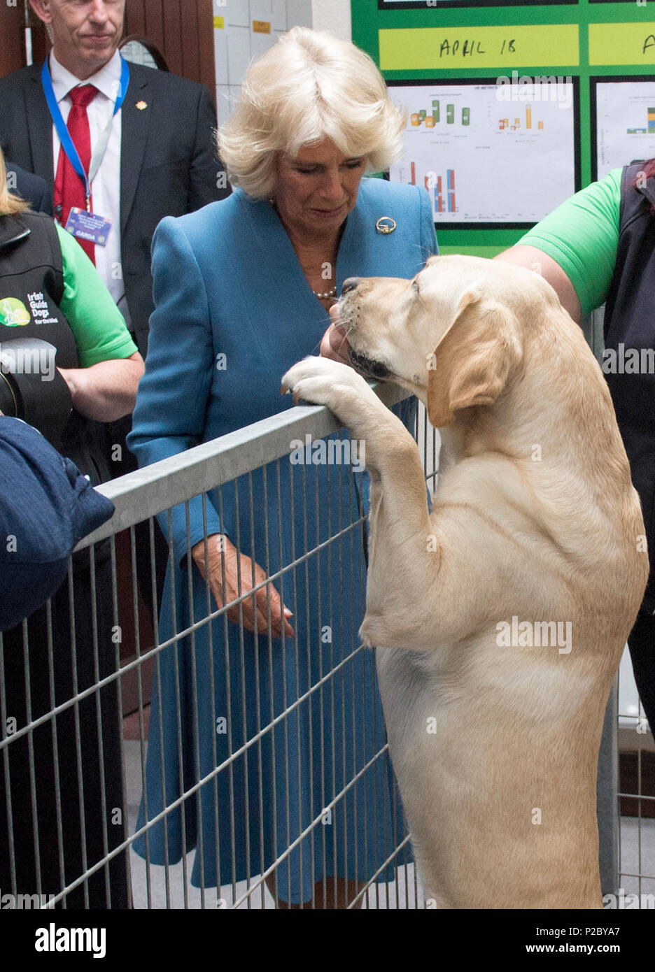 cork guide dogs