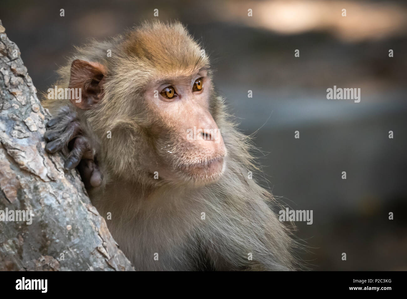 Close up of expressions of this beautiful brown eyed monkey in the forest Stock Photo