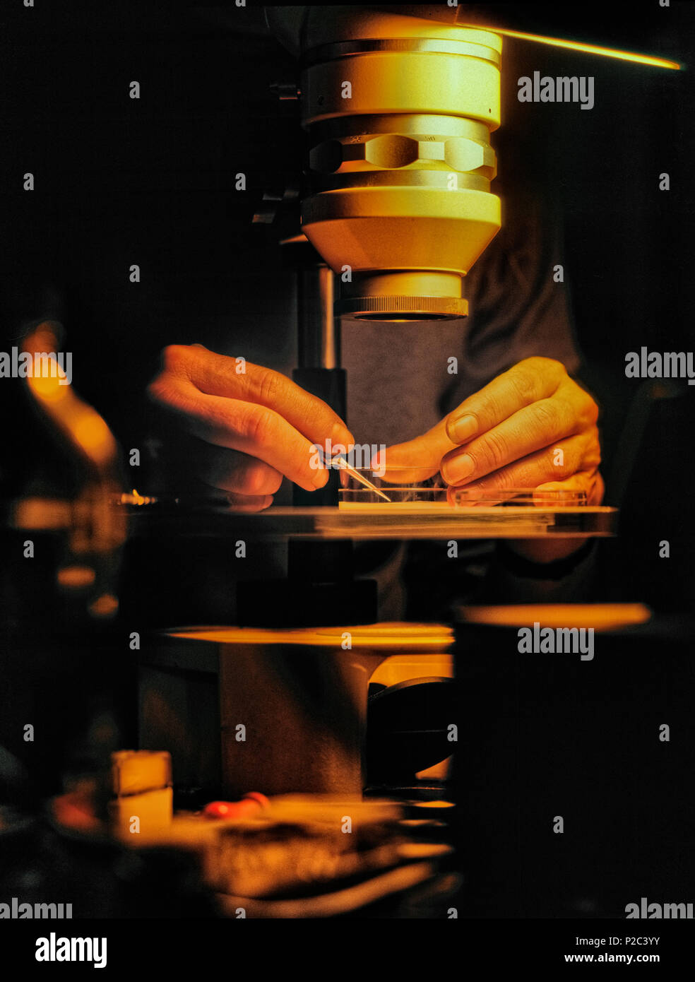 A scientist uses a low-power microscope to examine anatomy of a nematode worm. Stock Photo