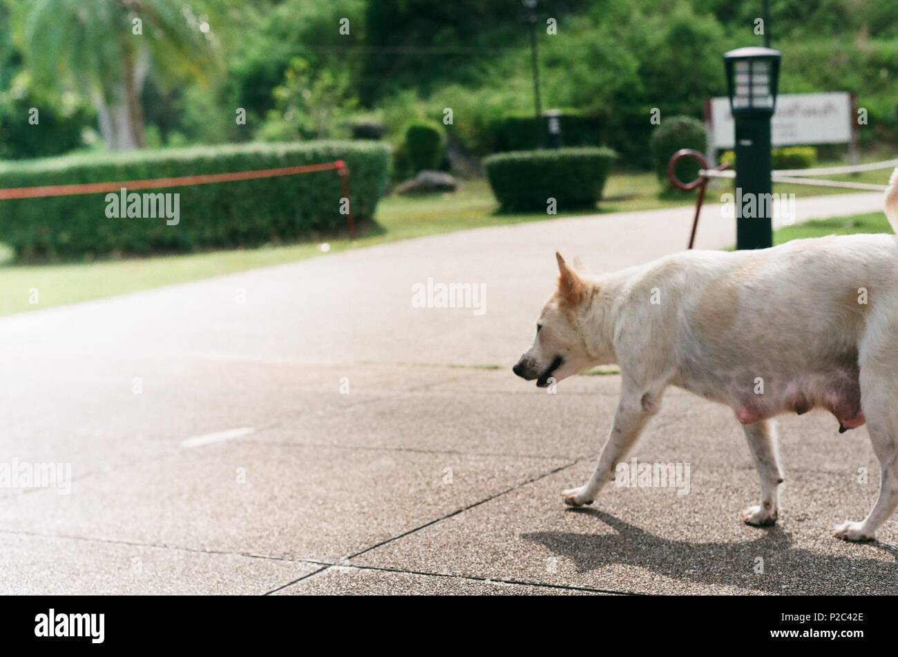 Dog walking on park Stock Photo