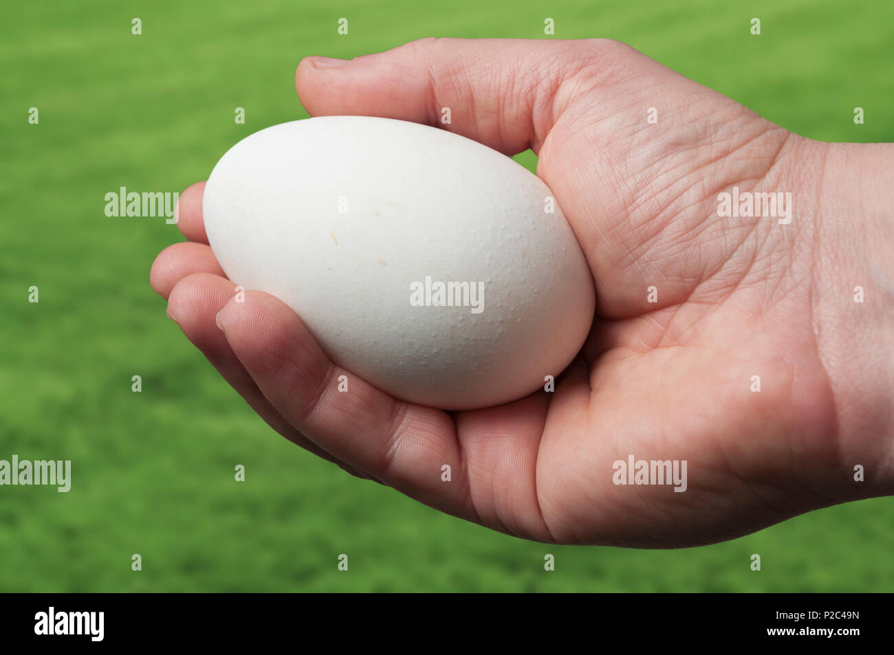 Goose egg hi-res stock photography and images - Alamy